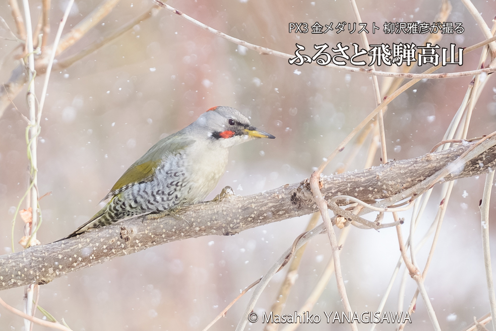 飛騨高山に棲むアオゲラの写真です。