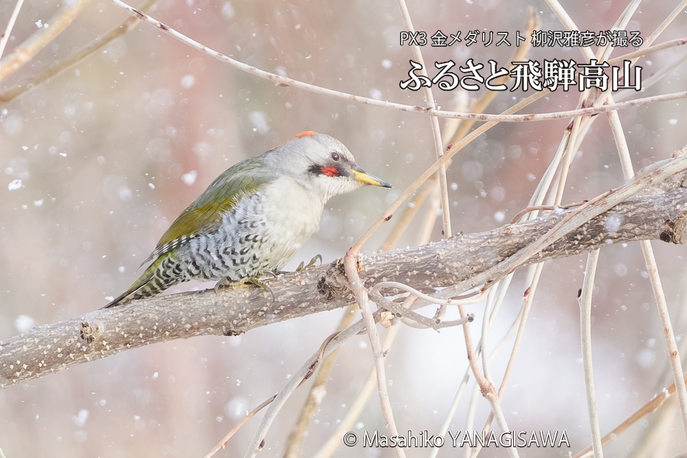 飛騨高山に棲むアオゲラの写真です。