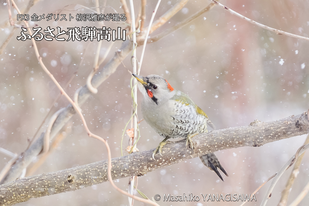 飛騨高山に棲むアオゲラの写真です。