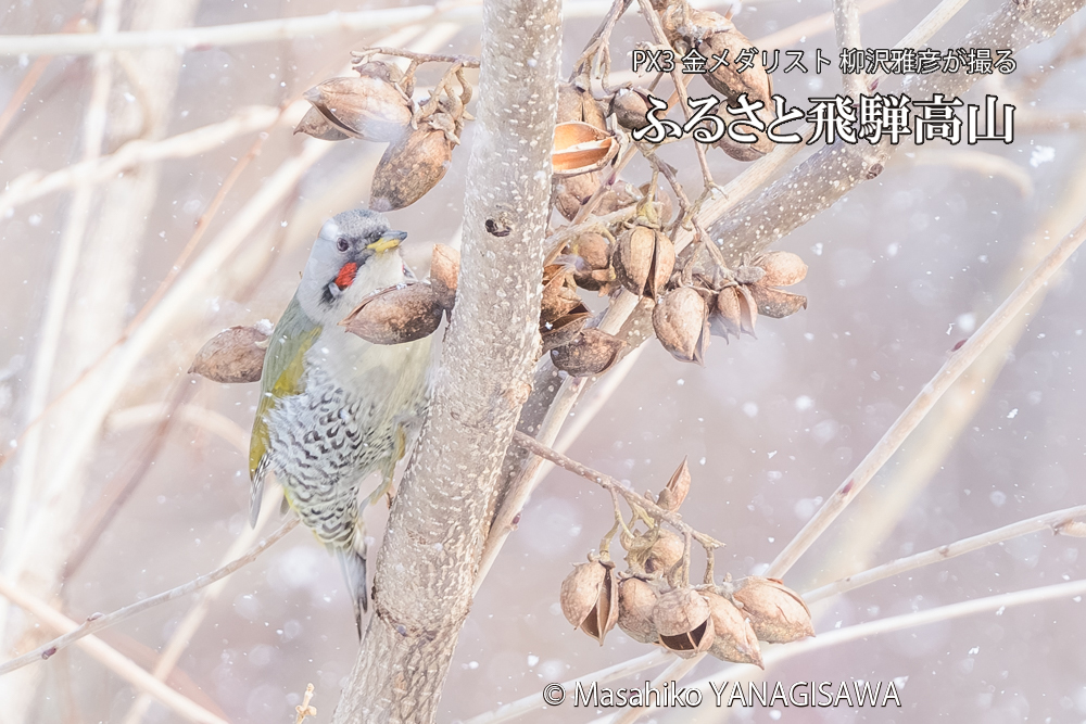 飛騨高山に棲むアオゲラの写真です。