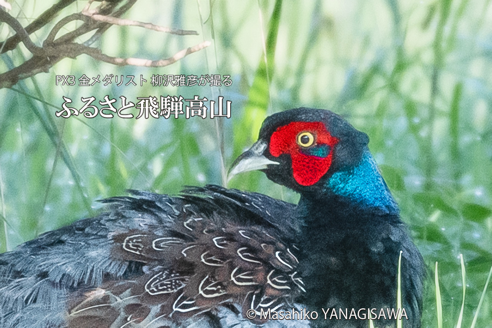 飛騨高山に棲むキジ雄の写真です。