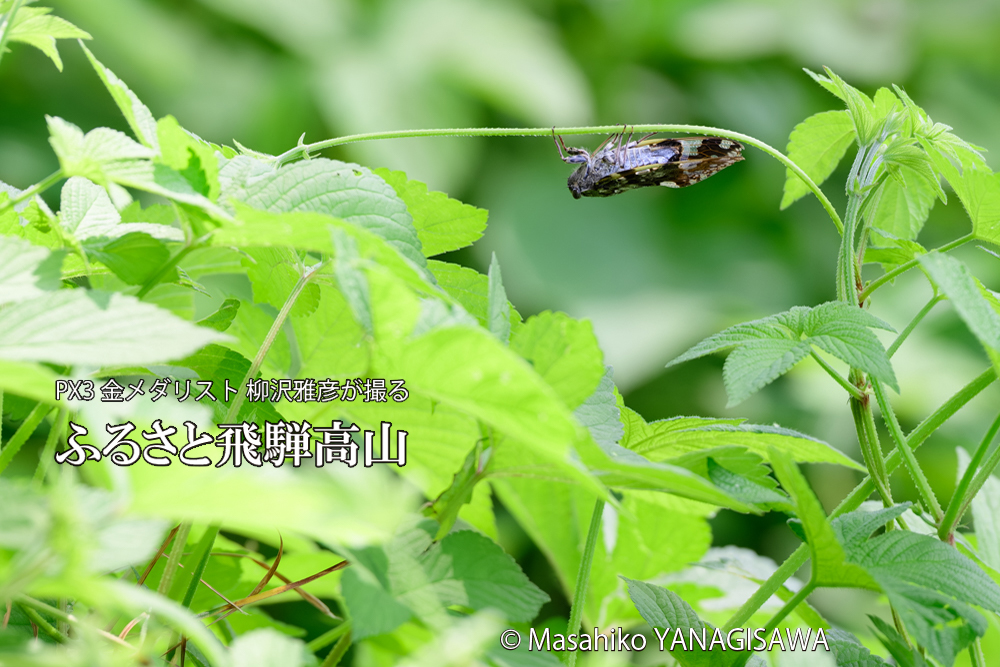 飛騨高山に棲むニイニイゼミの写真です。