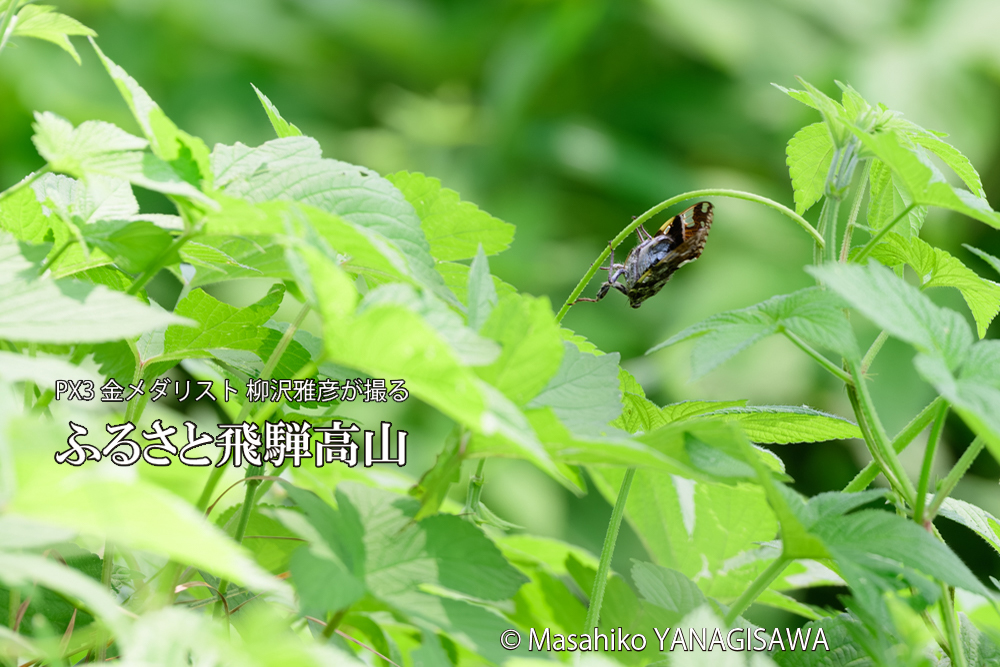 飛騨高山に棲むニイニイゼミの写真です。