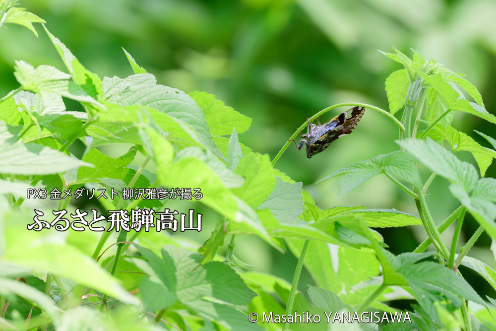 飛騨高山に棲むニイニイゼミの写真です。