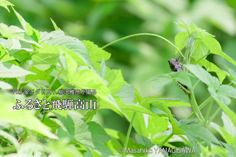 飛騨高山に棲むニイニイゼミの写真です。