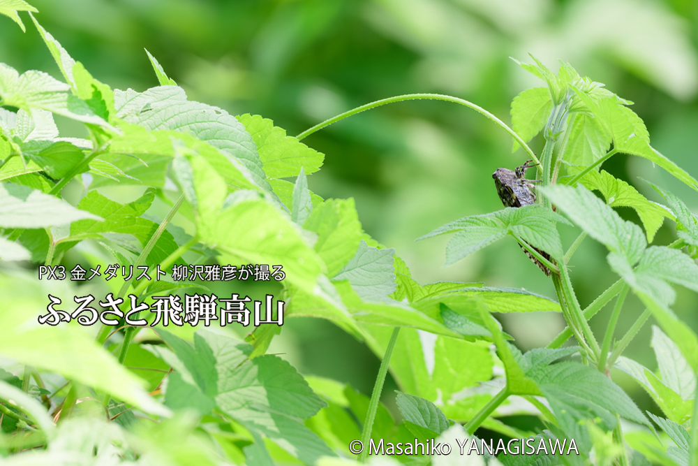 飛騨高山に棲むニイニイゼミの写真です。