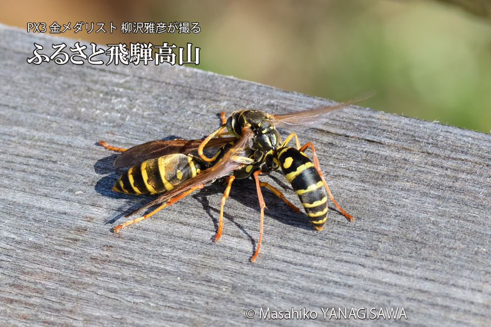 飛騨高山に棲むアシナガバチの写真です。