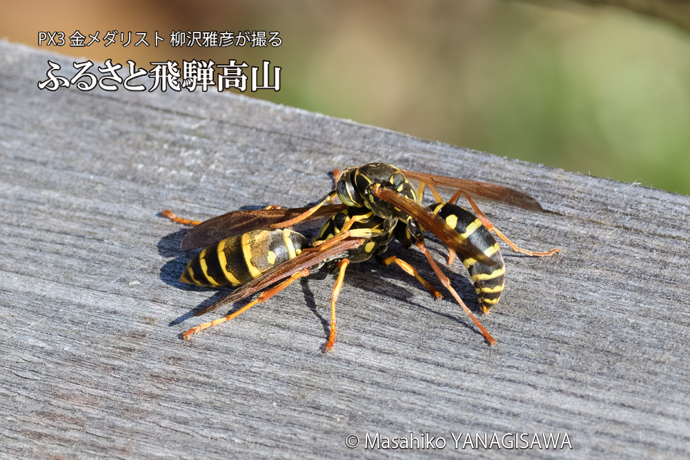 飛騨高山に棲むアシナガバチの写真です。