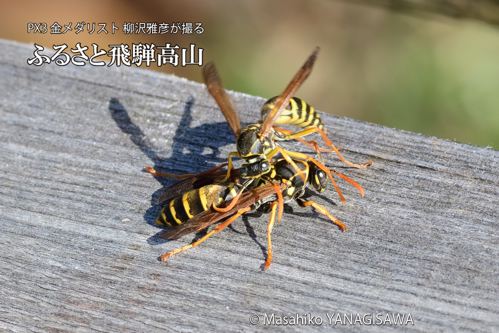 飛騨高山に棲むアシナガバチの写真です。