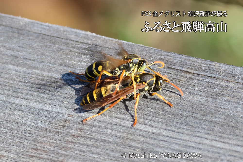 飛騨高山に棲むアシナガバチの写真です。