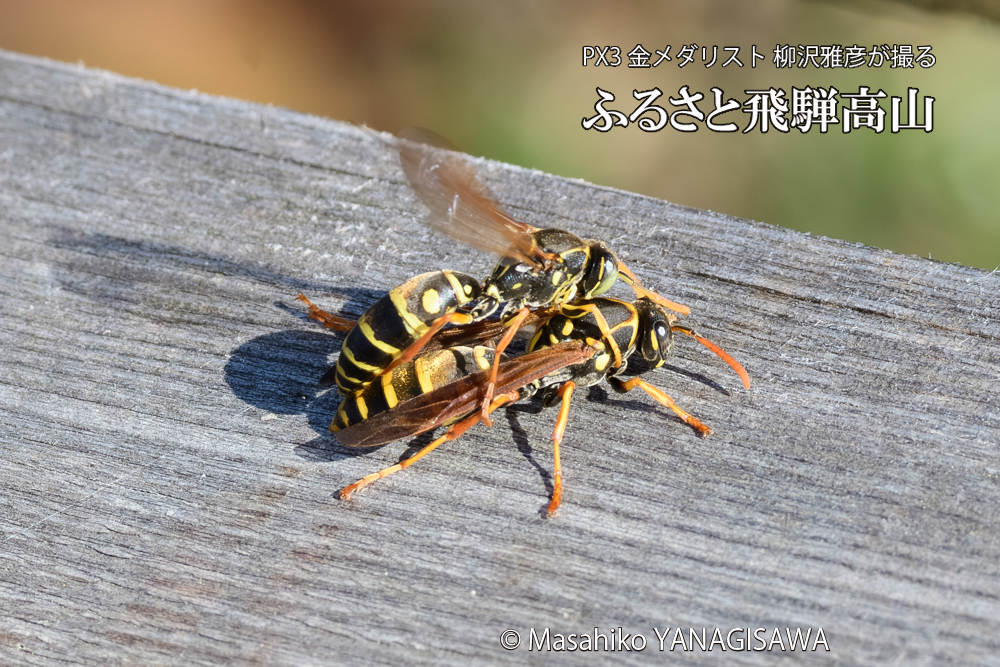 飛騨高山に棲むアシナガバチの写真です。