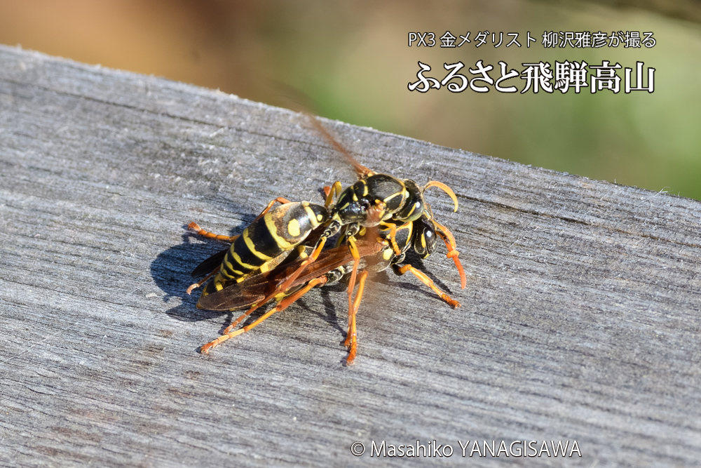 飛騨高山に棲むアシナガバチの写真です。