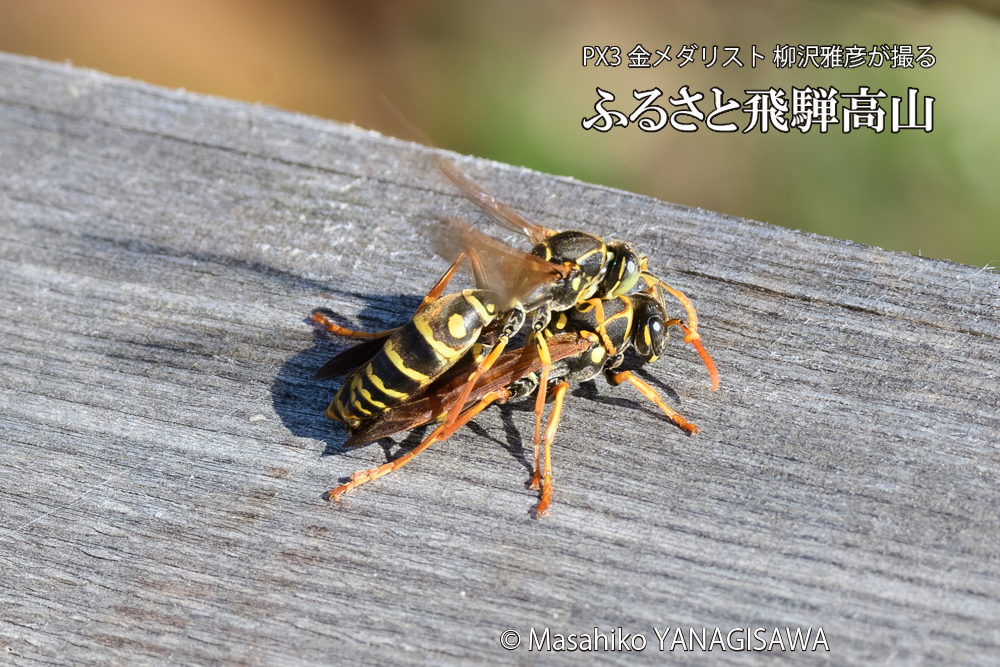 飛騨高山に棲むアシナガバチの写真です。