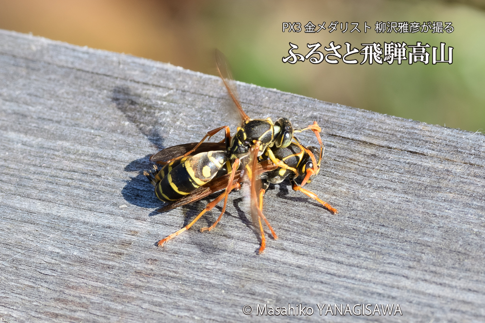飛騨高山に棲むアシナガバチの写真です。