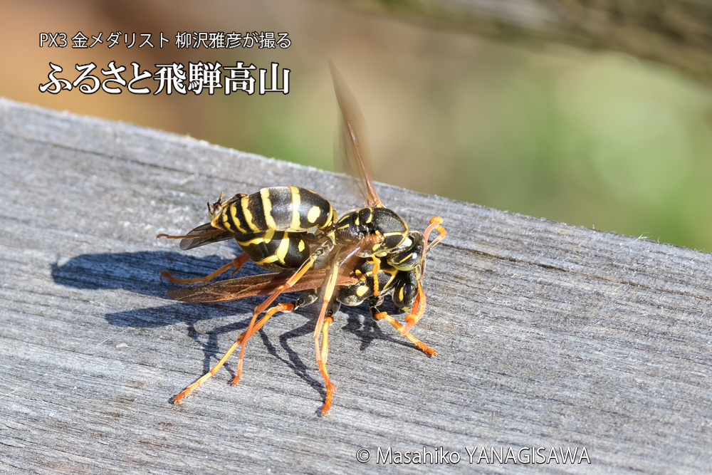 飛騨高山に棲むアシナガバチの写真です。