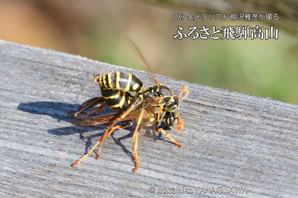 飛騨高山に棲むアシナガバチの写真です。