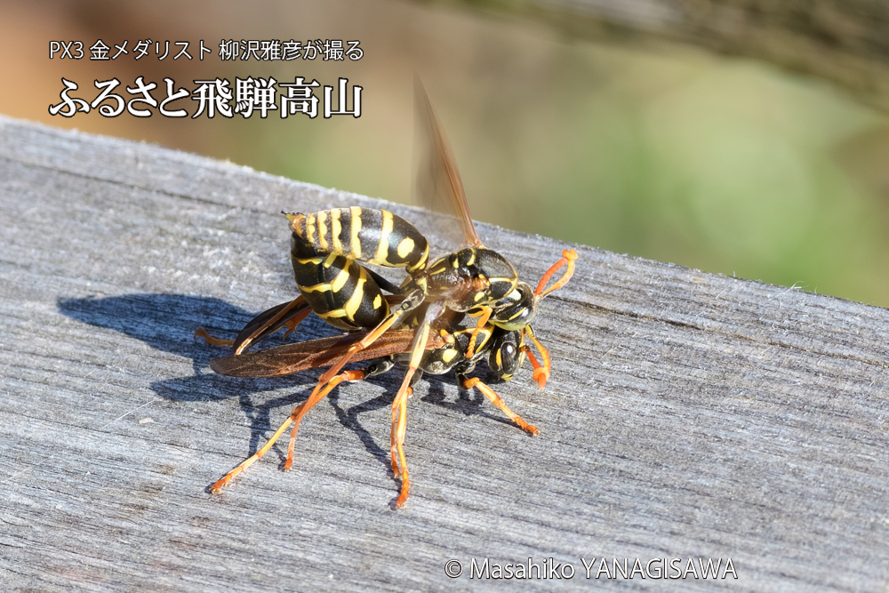 飛騨高山に棲むアシナガバチの写真です。