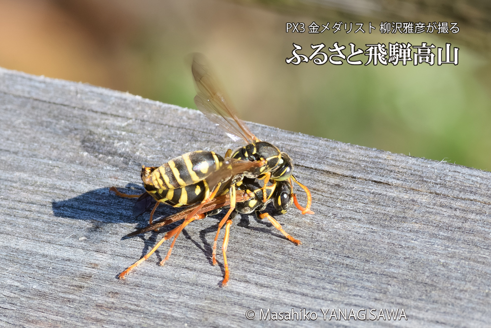 飛騨高山に棲むアシナガバチの写真です。
