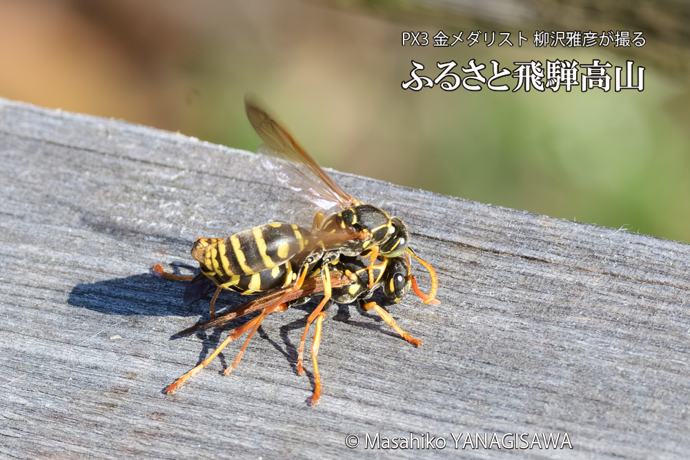飛騨高山に棲むアシナガバチの写真です。