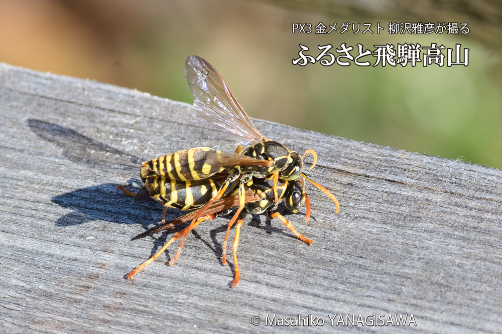 飛騨高山に棲むアシナガバチの写真です。