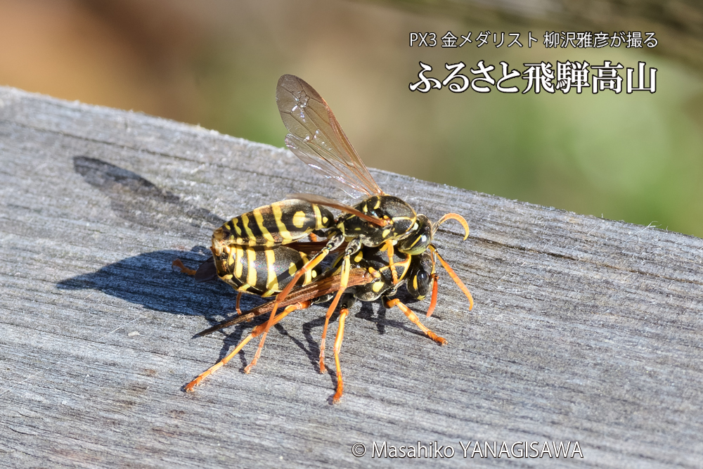 飛騨高山に棲むアシナガバチの写真です。