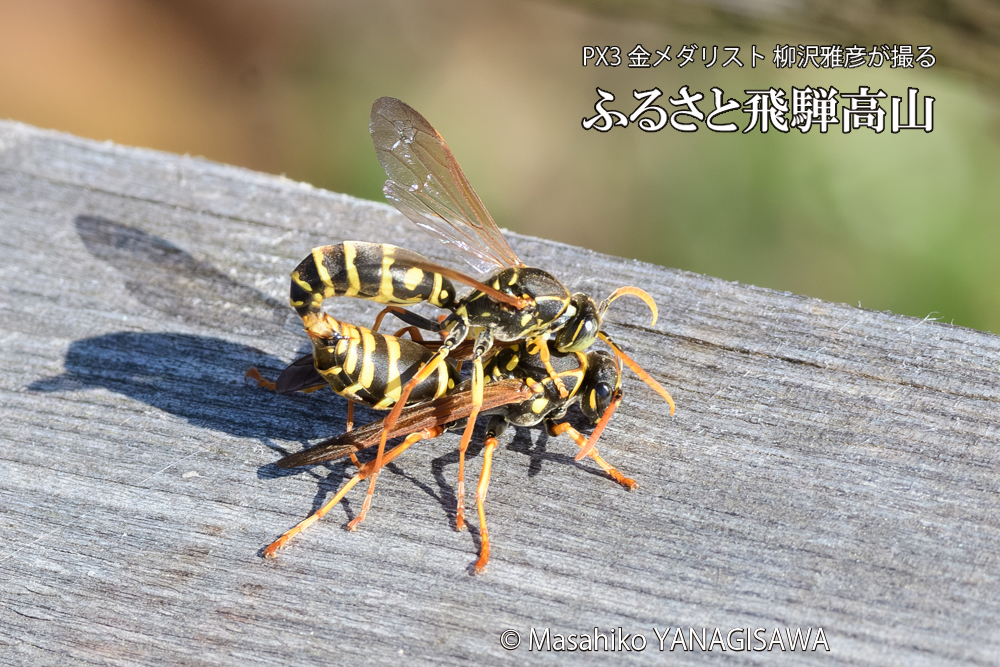 飛騨高山に棲むアシナガバチの写真です。