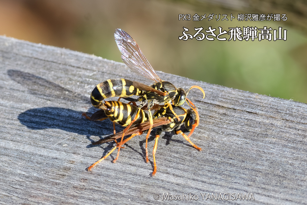 飛騨高山に棲むアシナガバチの写真です。