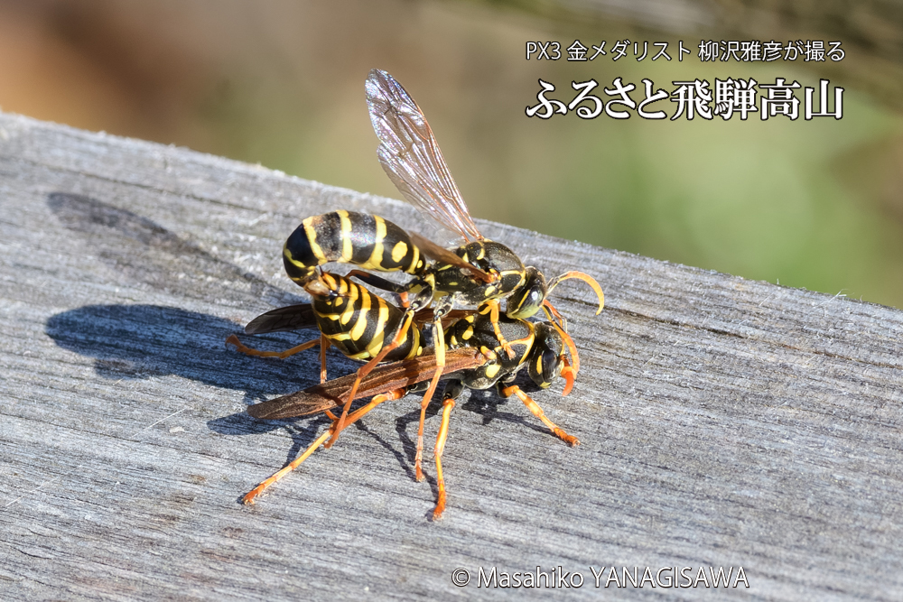 飛騨高山に棲むアシナガバチの写真です。