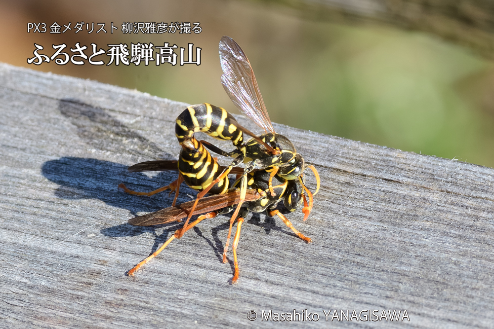 飛騨高山に棲むアシナガバチの写真です。