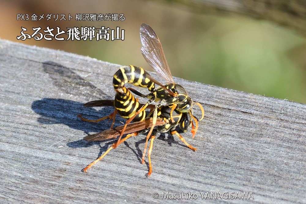 飛騨高山に棲むアシナガバチの写真です。