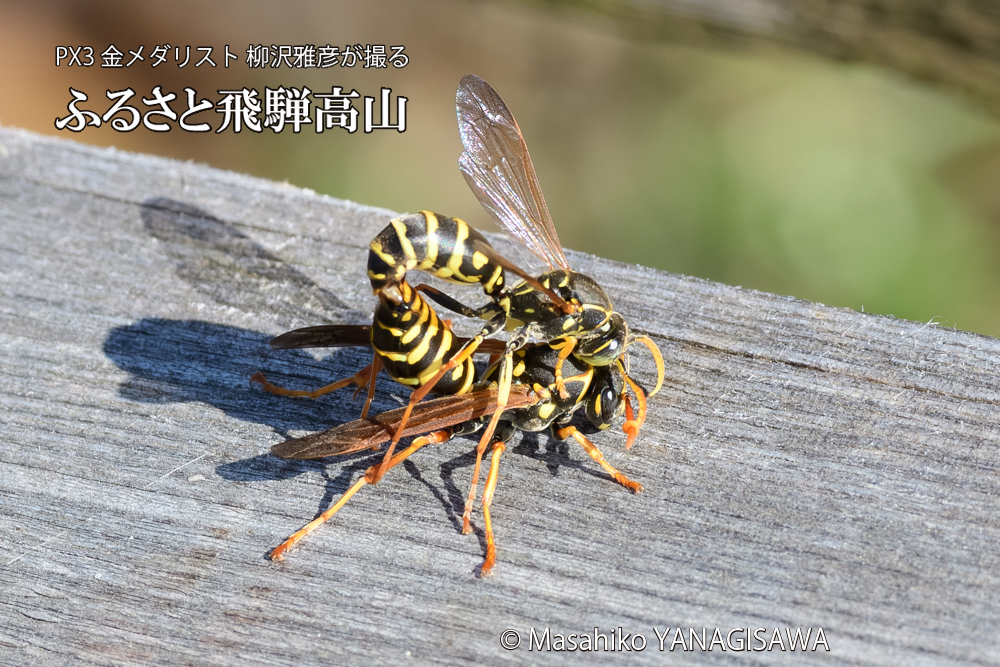 飛騨高山に棲むアシナガバチの写真です。