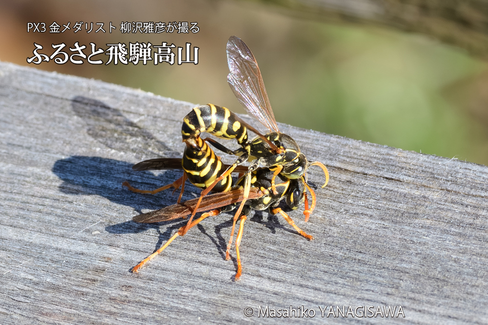 飛騨高山に棲むアシナガバチの写真です。