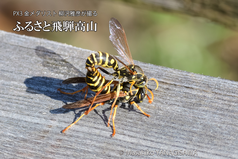 飛騨高山に棲むアシナガバチの写真です。