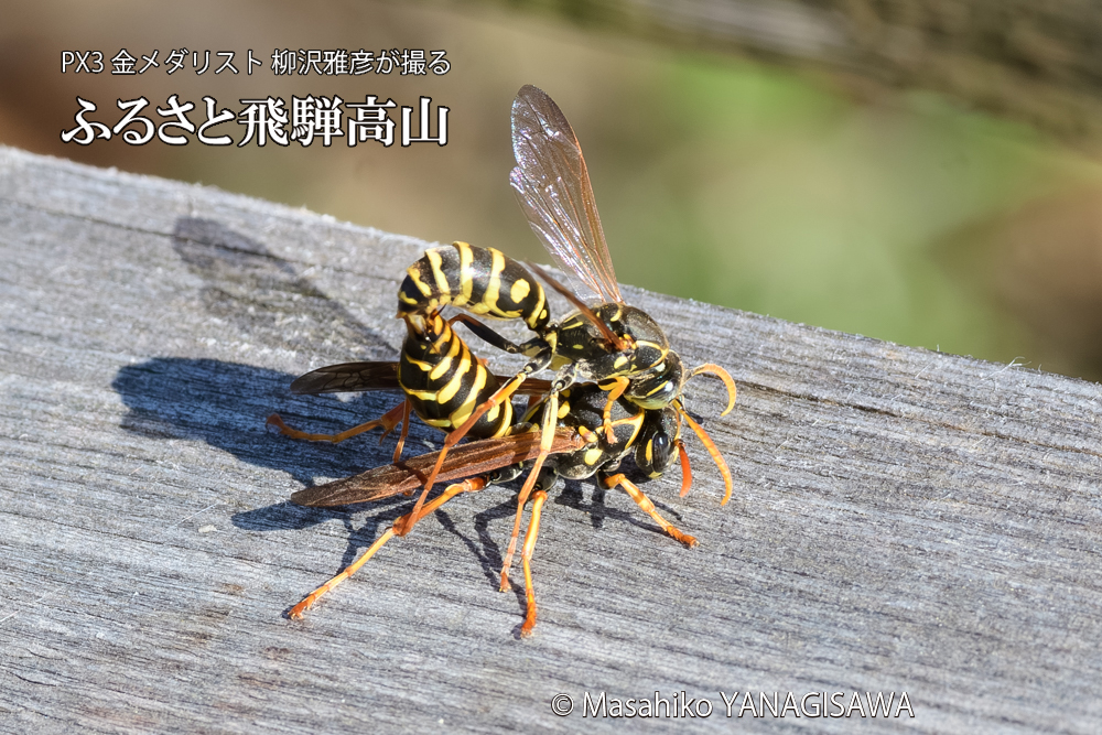 飛騨高山に棲むアシナガバチの写真です。