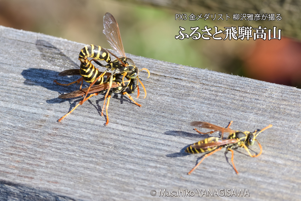 飛騨高山に棲むアシナガバチの写真です。
