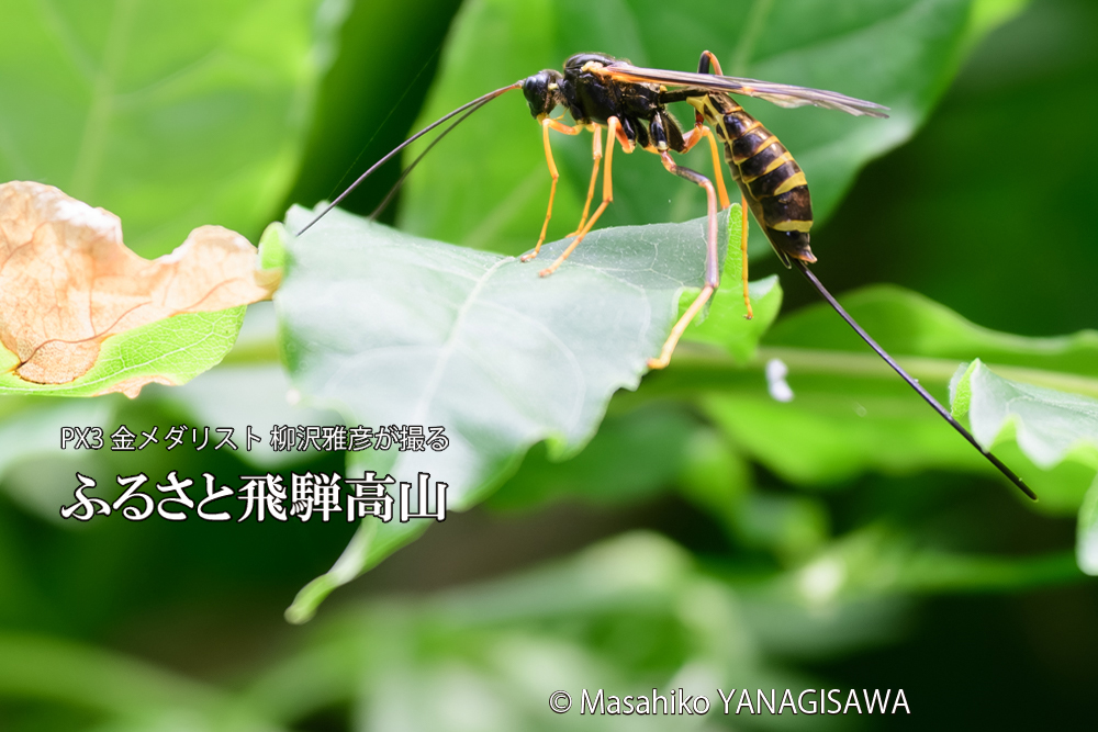 飛騨高山に棲むオナガバチの仲間の写真です。