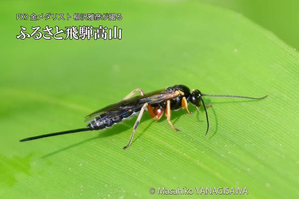 飛騨高山に棲むヒメバチの仲間の写真です。
