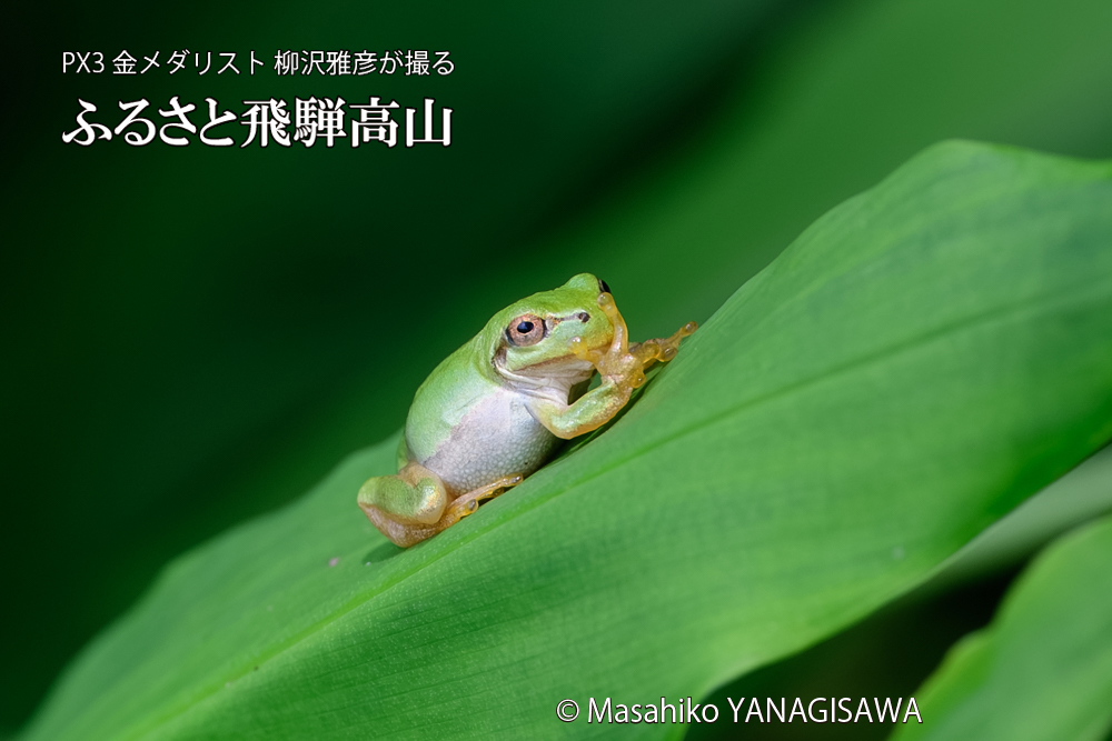 飛騨高山に棲むアマガエルの写真です。