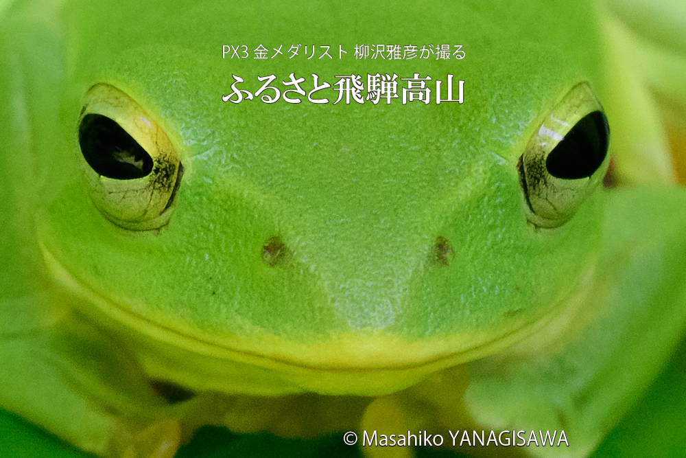 飛騨高山に棲むアマガエルの写真です。