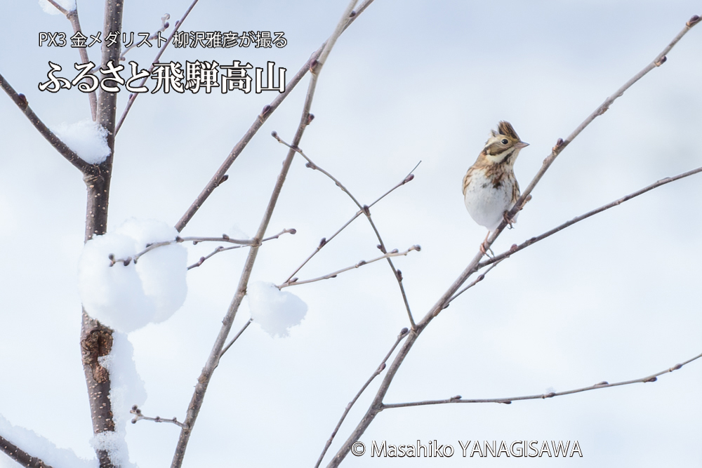 飛騨高山に棲むカシラダカの写真です。
