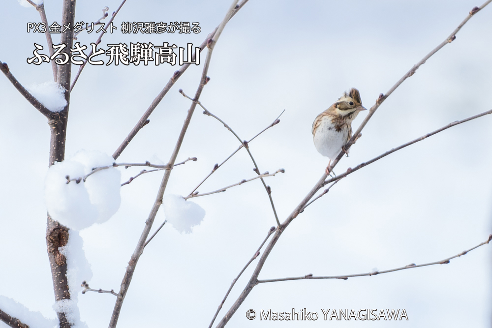 飛騨高山に棲むカシラダカの写真です。