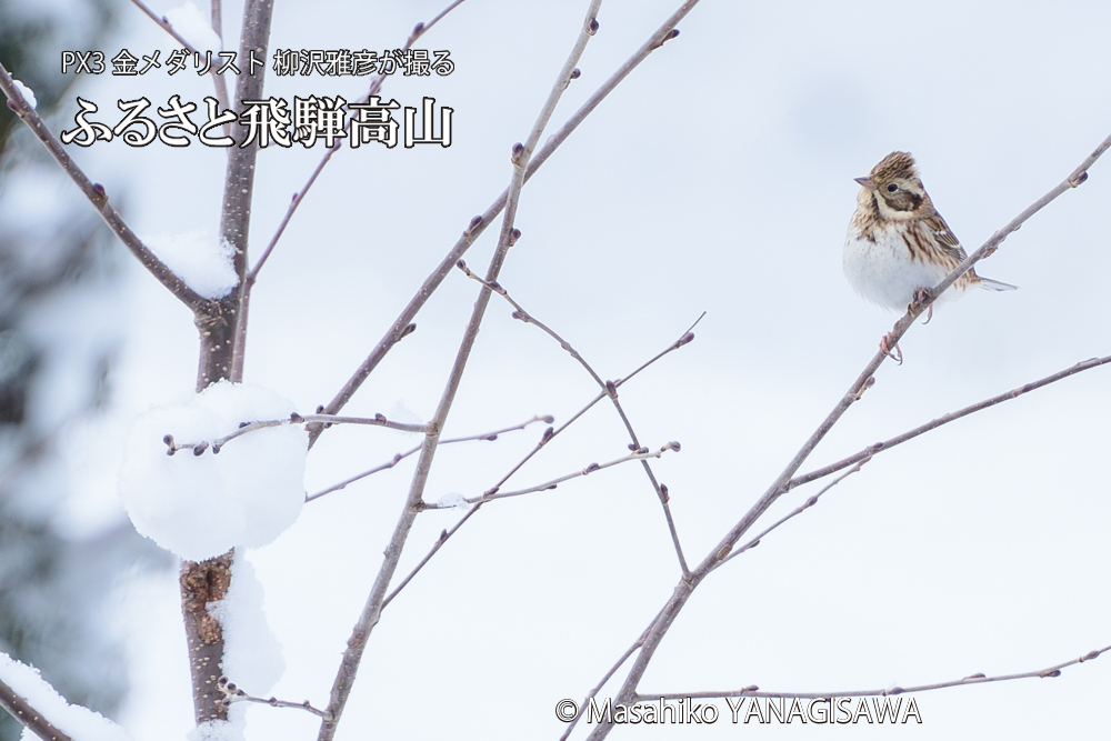 飛騨高山に棲むカシラダカの写真です。
