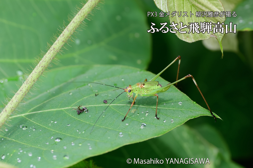 飛騨高山に棲むキリギリスとアリの写真です。