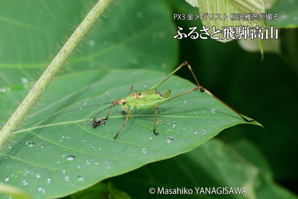 飛騨高山に棲むキリギリスとアリの写真です。