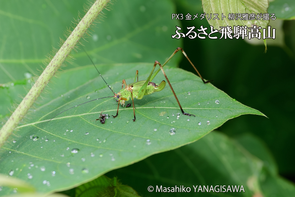 飛騨高山に棲むキリギリスとアリの写真です。