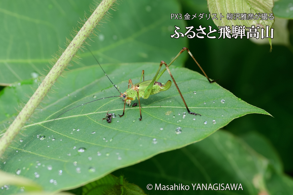 飛騨高山に棲むキリギリスとアリの写真です。