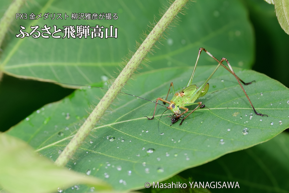 飛騨高山に棲むキリギリスとアリの写真です。
