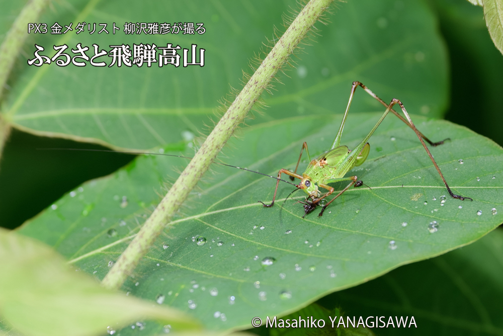 飛騨高山に棲むキリギリスとアリの写真です。
