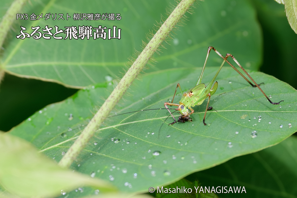 飛騨高山に棲むキリギリスとアリの写真です。