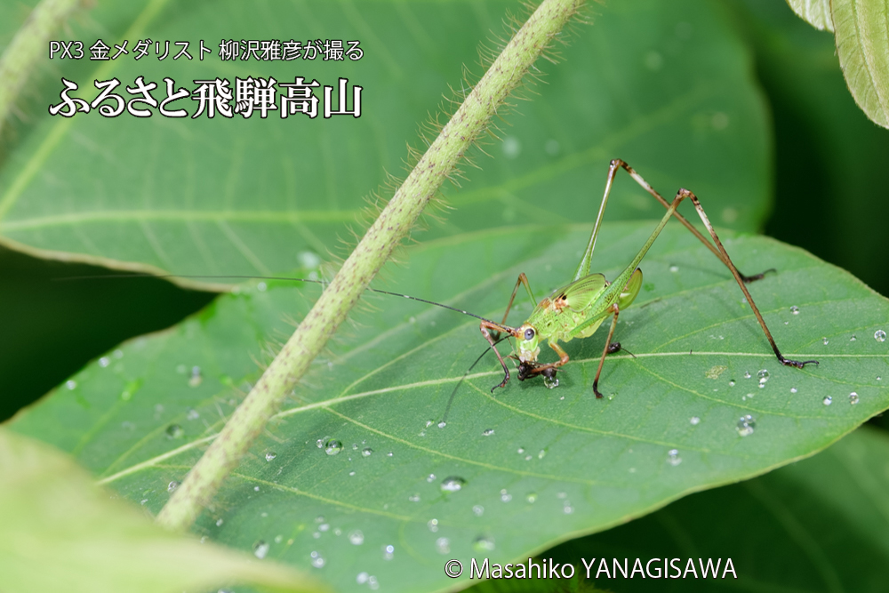 飛騨高山に棲むキリギリスとアリの写真です。